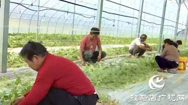 正陽縣新阮店鄉(xiāng)萬馬村：有機(jī)果蔬種植激活鄉(xiāng)村振興“新引擎”