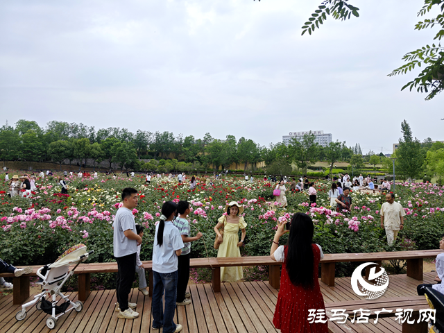 綠意蔥蘢花滿城！確山縣住建局精心打造“城市大花園”
