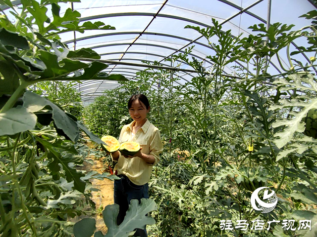 驛城區(qū)蟻蜂鎮(zhèn)魯灣村：黨建引領結碩果 特色產業(yè)富鄉(xiāng)鄰