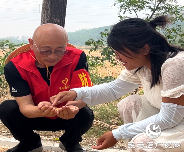 駐村干部一線助農(nóng)搶收 金色麥浪里守護糧安