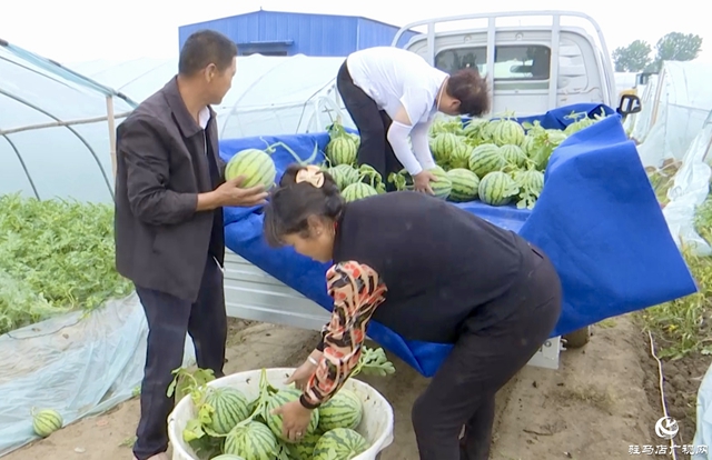 正陽縣蘭青鎮(zhèn)：吊秧西瓜種出“甜蜜經濟” 特色產業(yè)引領鄉(xiāng)村振興