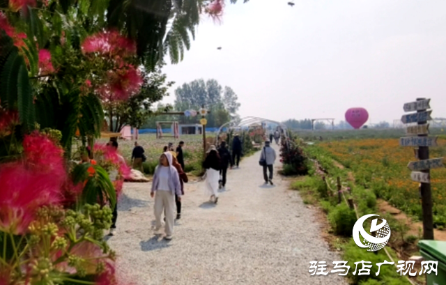 駐馬店驛城區(qū)魏莊村：百畝花?？楀\繡 文旅新篇引客來
