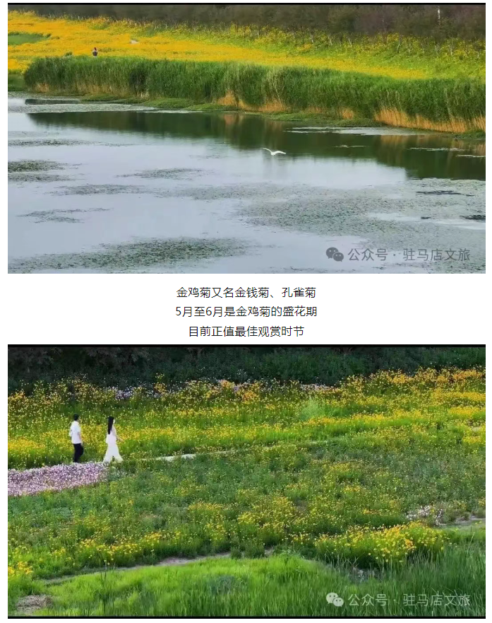 初夏限定！金雞菊花海驚艷綻放！