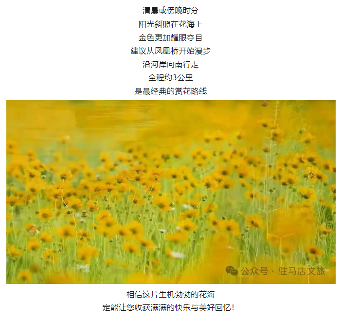 初夏限定！金雞菊花海驚艷綻放！