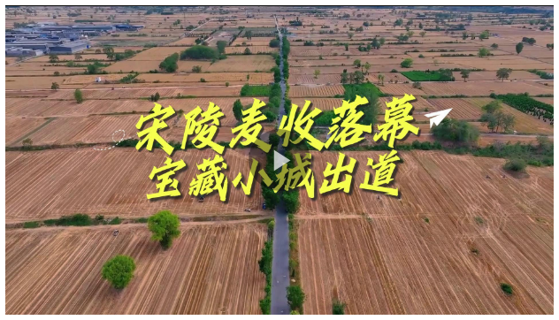 宋陵麥收落幕，寶藏小城出道