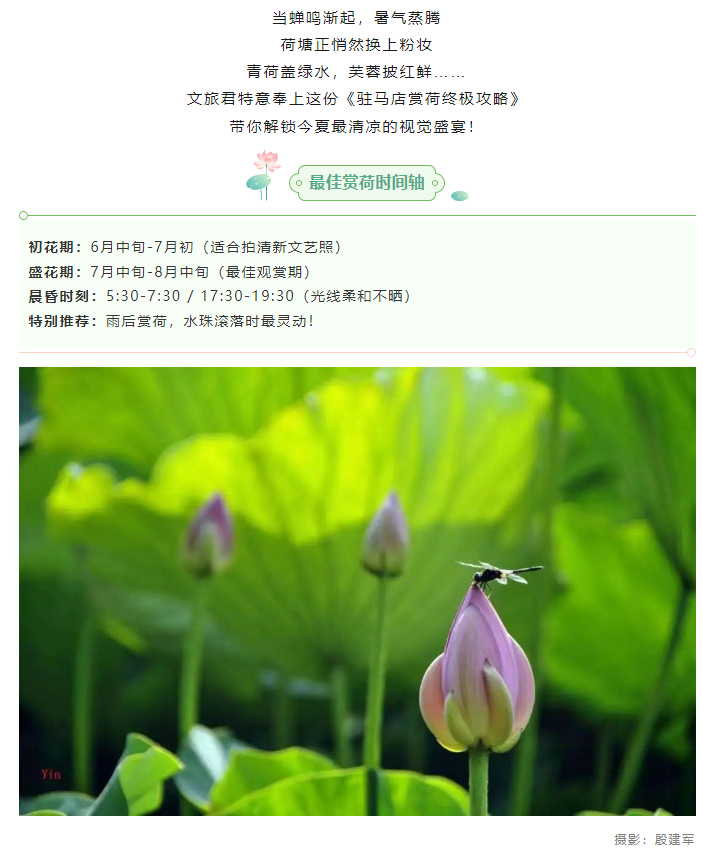 【夏日限定】駐馬店賞荷全攻略！這幾個(gè)絕美荷塘，錯(cuò)過(guò)再等一年！