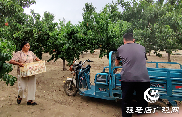 平輿縣李屯鎮(zhèn)：以“三園”建設助力產(chǎn)業(yè)化發(fā)展