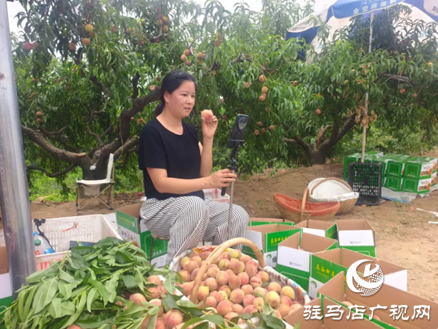 手機(jī)成“新農(nóng)具” 直播變“新農(nóng)活”！泌陽果農(nóng)破局林果銷售助鄉(xiāng)村振興