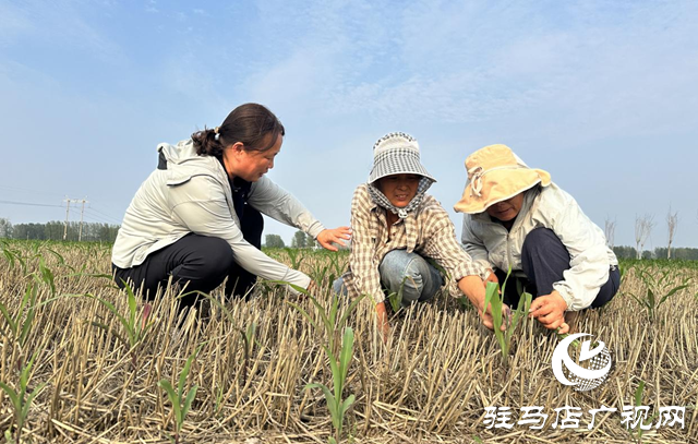 驛城區(qū)農技專家田間“把脈” 護航秋糧生產(chǎn)