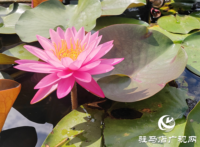 開源公園睡蓮綻放引客來(lái) 盛夏限定美景等你邂逅
