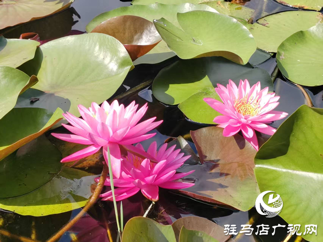 開源公園睡蓮綻放引客來(lái) 盛夏限定美景等你邂逅