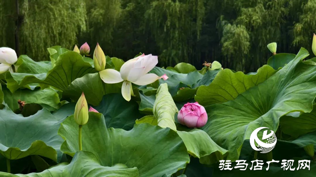 【大美天中】泌陽(yáng)現(xiàn)“水晶天”！漢風(fēng)古韻與湖光云影同框