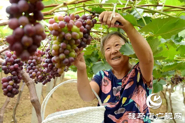 【大美天中】果香四溢 四季如畫(huà) 泌陽(yáng)打造旅游避暑勝地