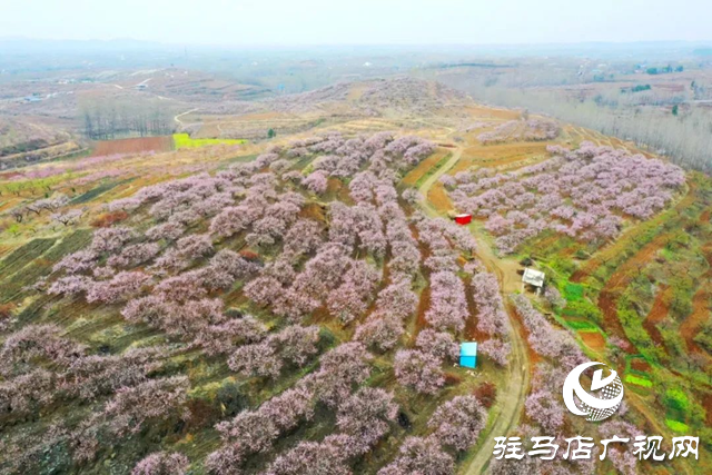 【大美天中】果香四溢 四季如畫(huà) 泌陽(yáng)打造旅游避暑勝地