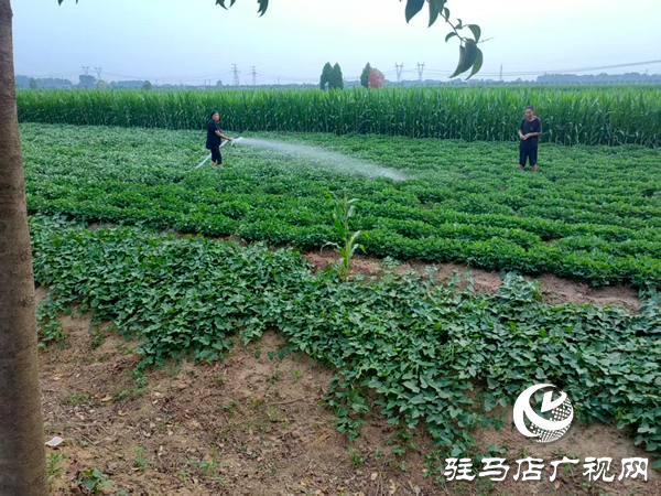 平輿縣射橋鎮(zhèn)：打響抗旱保秋戰(zhàn)，全力保障農(nóng)田灌溉