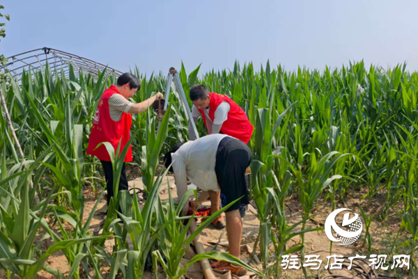  西平嫘祖鎮(zhèn)：黨員干部田間助力，力保秋糧穩(wěn)產(chǎn)