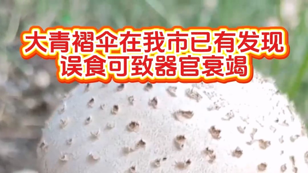 大青褶傘在我市已有發(fā)現(xiàn)，誤食可致器官衰竭