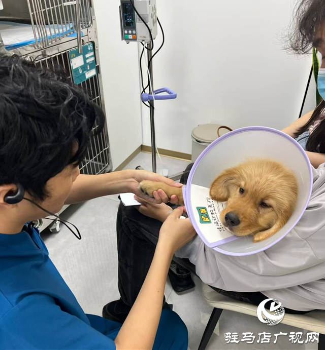 高溫持續(xù) 留守寵物如何安然度夏？