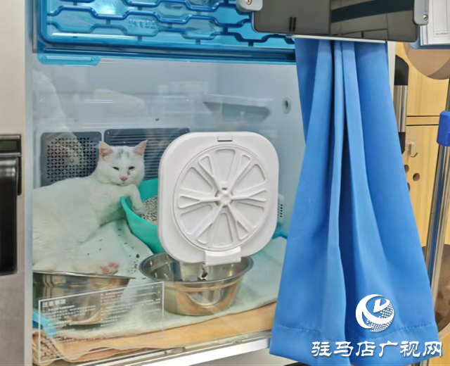 高溫持續(xù) 留守寵物如何安然度夏？