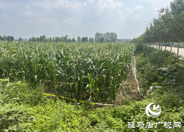 驛城區(qū)香山街道：多源聯(lián)動(dòng)為秋作物“解渴”