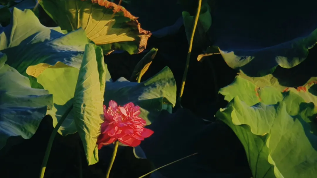 　　縣區(qū)動(dòng)態(tài) | 盛夏荷韻 水墨生香