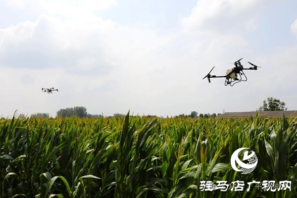 平輿縣十字路鄉(xiāng)：無(wú)人機(jī)“空中助陣” 科技抗旱保秋收