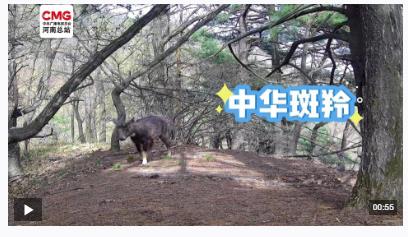 不被打擾的“相遇”！寶天曼多種野生動(dòng)物“入鏡”紅外相機(jī)