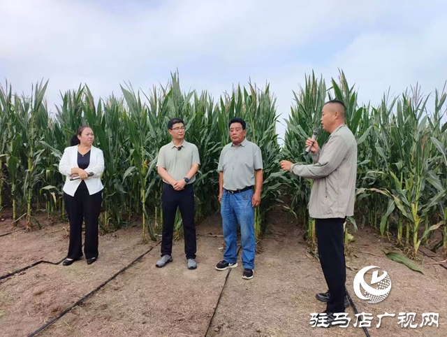  全省玉米花生滴灌水肥一體化推進會暨網(wǎng)絡觀摩培訓在西平縣舉行