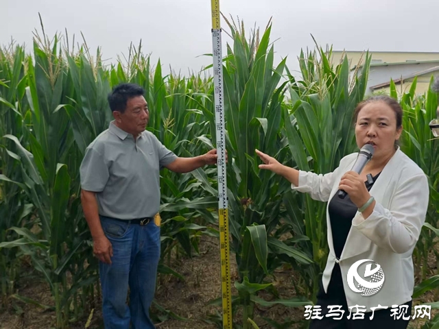  全省玉米花生滴灌水肥一體化推進會暨網(wǎng)絡觀摩培訓在西平縣舉行