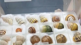重拳打擊走私犯罪 海關(guān)總署查獲瀕危野生動植物制品479噸