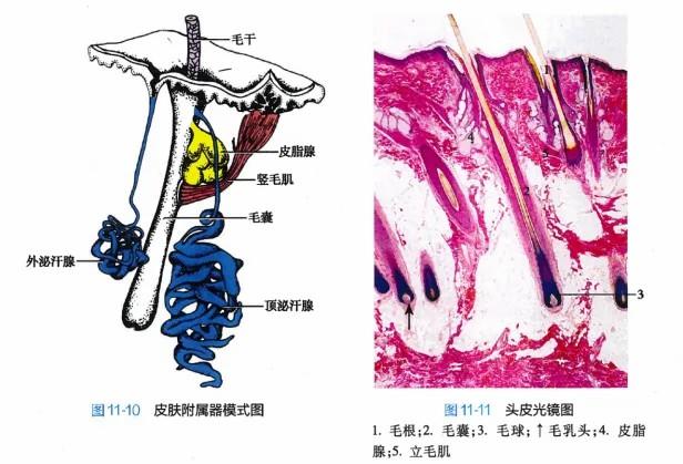 白頭發(fā)拔一根長(zhǎng)三根？到底能不能拔？終于弄清楚了