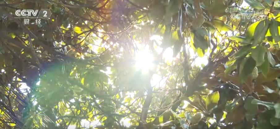 警惕“秋老虎”！晝夜溫差大 心腦血管疾病患者需防范