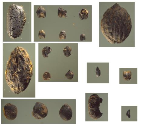 中國(guó)人“種地DNA”的源頭，藏在8000年前的河南