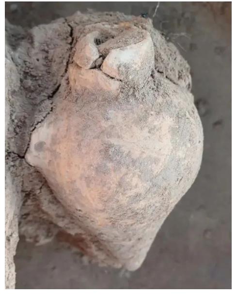 中國(guó)人“種地DNA”的源頭，藏在8000年前的河南