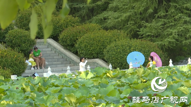 駐馬店置地公園：夏荷未盡秋意顯 荷塘景致引客來(lái)